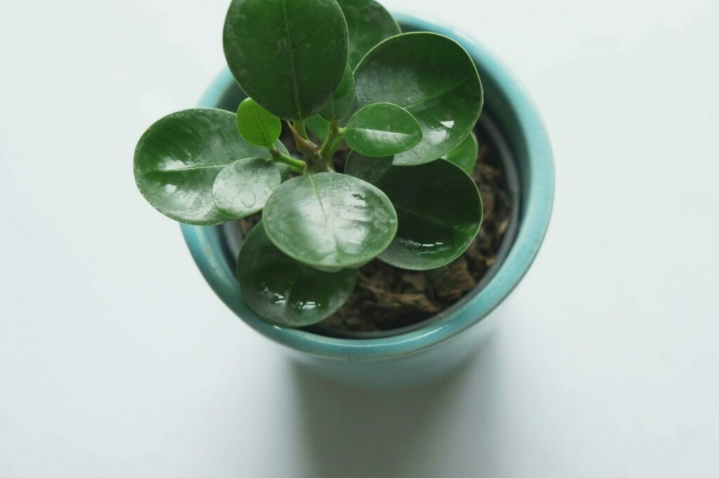 Durchdachte Weihnachtsgeschenke zur Steigerung der Mitarbeiterzufriedenheit