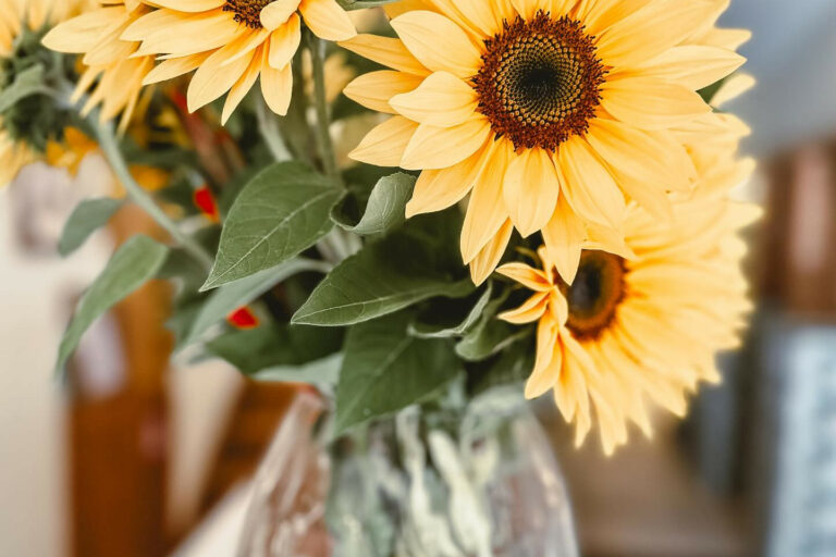 Restaurant Gutschein el´Paso Dinkelsbühl