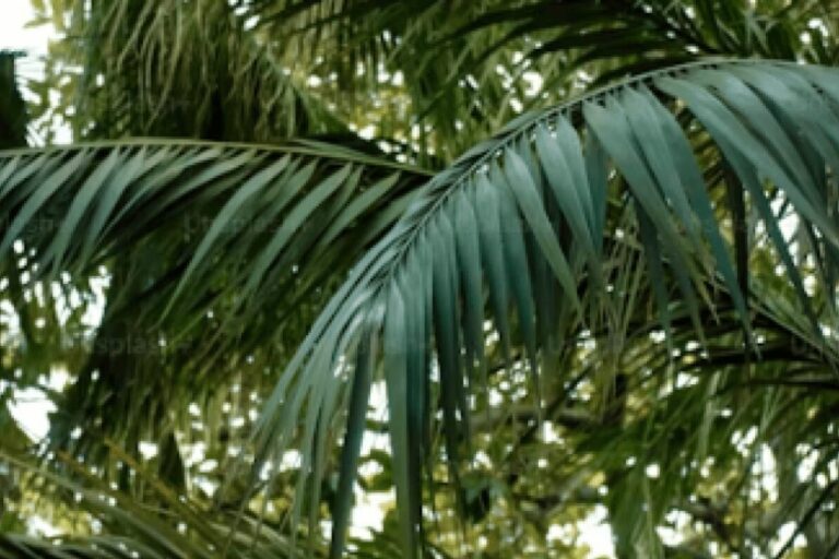 Restaurant Gutschein für PALMZ Acai, Coffee & More