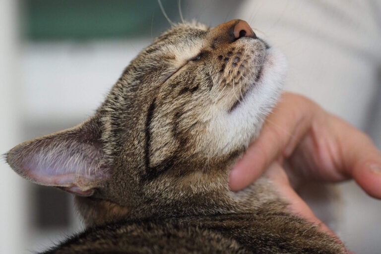 Restaurant Gutschein Katers Köök – veganes Deli & Katzencafé Hamburg