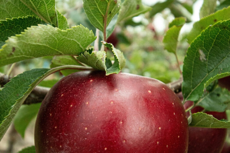 Restaurant Gutschein Zur Wallfahrt Bad Liebenstein